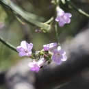 A cluster of small, light pink/purple flowers 