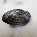 Ochlockonee Moccasinshell (Medionidus simpsonianus) collected in Ochlockonee River.