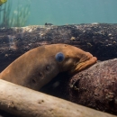 A Pacific lamprey in the water surrounded by woody debris