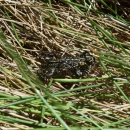Close up of a small spotted brown and black toad on blades of brown and green grass.