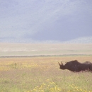 A black rhinoceros in the wild
