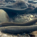 Three Pacific lamprey along rocks and gravel underwater