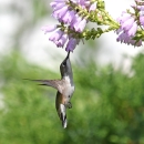hummingbird under flowers