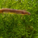 Picture of a thin brown San Marcos salamander resting in green aquatic vegetation.