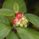 green plant with white flowers and red fruit