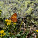 an orange and black butterfly on a yellow flower