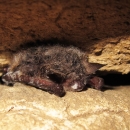 A Northern long-eared bat between rocks with white like powder on its nose. 