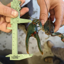 a biologist measures the large claw of a blue-green crayfish