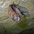 a fuzzy brown bat hangs from a cave ceiling