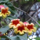 Yellow & red flowers on a brown woody vine