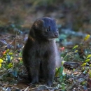 Brown, juvenile mink sits on field consisting of grasses &, wildflowers