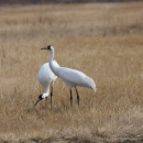 Two whooping cranes in a field