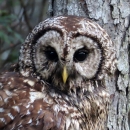 White and brown barred owl sitting on tree branch next to the tree trunk