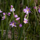 A group of purple flowers growing clustered together in a field.