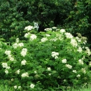 White bunches of app. 1" diameter flowers scattered over a 5 foot tall green shrub