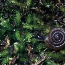 An Iowa Pleistocene snail
