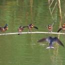 5 young fledgling barn swallows lined up left to right standing on a branch hanging over green water as adult swallows swoop with food