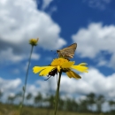 a dusty yellow butterfly sits on a yellow flower