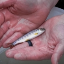 A silver-grey salmon yearling lays across a man’s flat, wet, open hands. On the man’s left index finger, he wears a thick black ring. Beneath the salmon, a white bucket filled halfway with water stands on green grass.