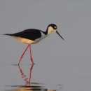 Black & white plumage bird on long pink/red legs wading in blue water