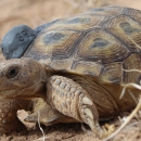 Bolson tortoise with transmitter