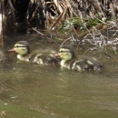 Mallard Ducklings swimming with Mom