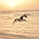 Laysan albatross flies above the coast during sunset
