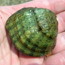 close up of a green striped mussel in a person's hand