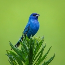 Bright blue indigo bunting perched atop bright green-leafed branch