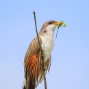 Brown, white, orange and black Yellow-Billed Cuckoo with insect in its bill while gripping a twig