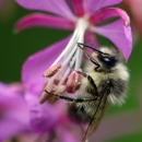 bumblebee gathering pollen on a bright pink flower.