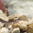 Fern Bank Salamander (from Comal Springs population)
