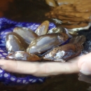 Close up photo of multiple green and brown mussels in a person's hand
