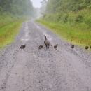 Flock of wild turkeys, 9 young and the mother, walking in a line from one green road shoulder across a brown road to the other green road shoulder.