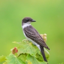 Gray & brown head and wings with a white neck & underbelly a kingbird sits atop green leaves