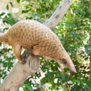 White-bellied pangolin on a tree