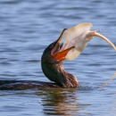 Brown cormorant floating in blue water has a pinkish-white stingray in its bill