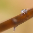 A light tan nearly white spider crawls down a branch. The image is close up highlighting the spiders large, round eyes. 
