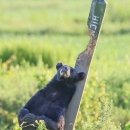 Black bear pushing up against a leaning, heavily chewed and scratched wooden street sign