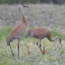 two tall gray brown birds with two fluffy babies in grass field