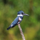 Blue-gray, white with a brown body stripe, female belted kingfisher sitting on the end of a branch