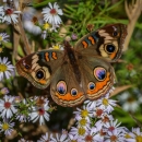 Brown 2 1/2 inch butterfly with bright colored defensive colored 'eyes' on the top of the wings
