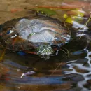 a turtle pokes its head out of a pond