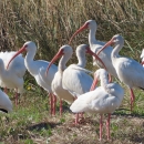 Flock of white Ibis, tall, pink-legged, long-curved pink bill wading bird standing on shore