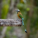 Turquoise-browed motmot perched