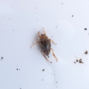 Hungerford's Crawling Water Beetle HCWB