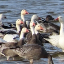 A flock of white and blue geese standing in shallow water