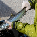 A pair of gloved hands hold a live Atlantic salmon