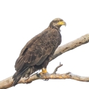 Juvenile bald eagle stands on a tree branch. All brown pluage, partial yellow beak.