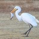 Tall white bird (app. 4 feet) with long black legs and yellow bill holding a large mullet fish